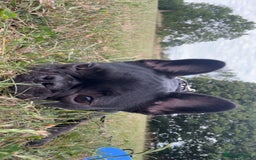 French Bulldog dogs for sale: Luna the Frenchie *FREE* - Image 9