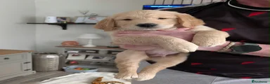 Golden Retriever 1