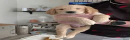 Golden Retriever dogs for sale: 3 Golden Retriver Puppies - Advert 13
