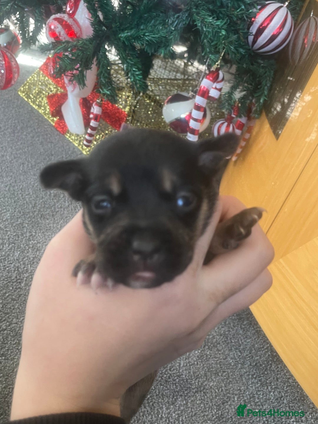 Mixed Breed dogs for sale: Bodeguero Andaluz x French Bulldog Puppies  - Advert 18