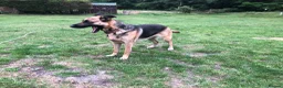 Mixed Breed dogs for sale: German Shepherd cross bitch  - Advert 3