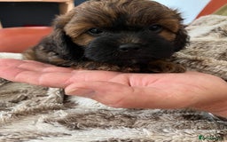 Shihpoo dogs for sale: Beautiful Shihpoo puppies  - Image 2
