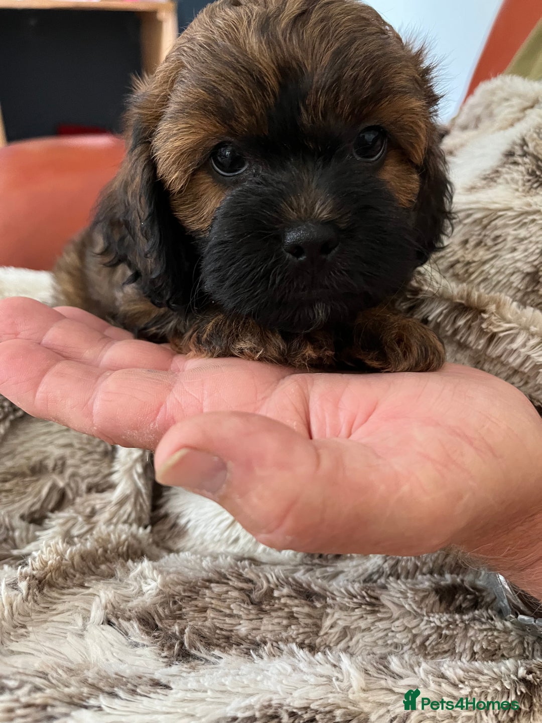 Shihpoo dogs for sale: Beautiful Shihpoo puppies  - Image 2