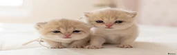 British Shorthair cats for sale: Golden Blue and Golden BSH kittens - Advert 3