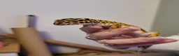 Leopard Gecko reptiles for sale: Leopard Gecko & Set Up in Havant - Advert 2