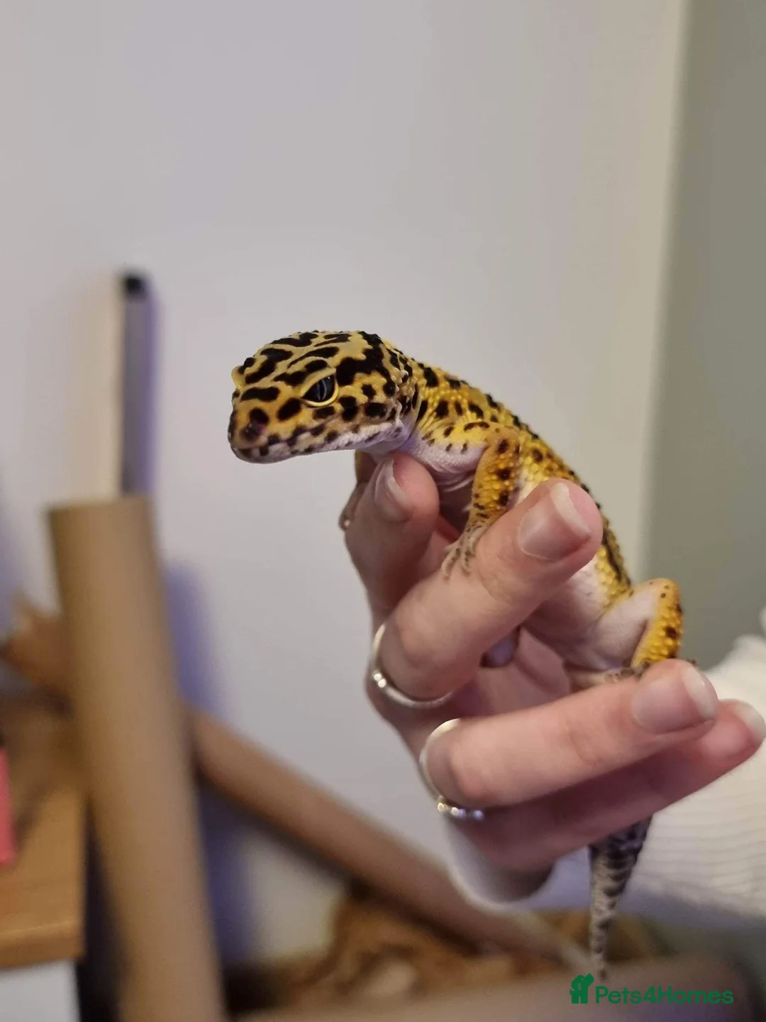 Leopard Gecko reptiles for sale: Leopard Gecko & Set Up in Havant - Advert 2