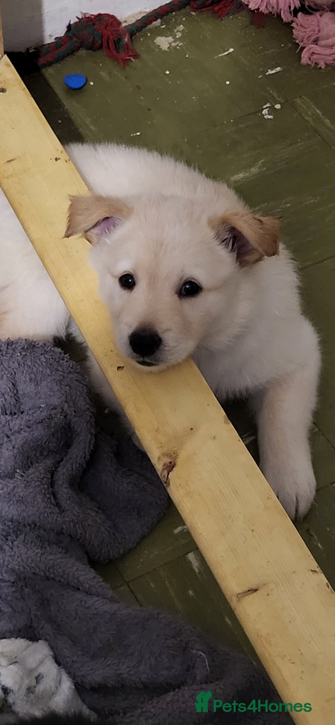 German Shepherd dogs for sale: Male gsd white  - Image 5