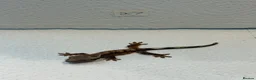 Gecko reptiles for sale: Baby crested geckos  - Advert 15