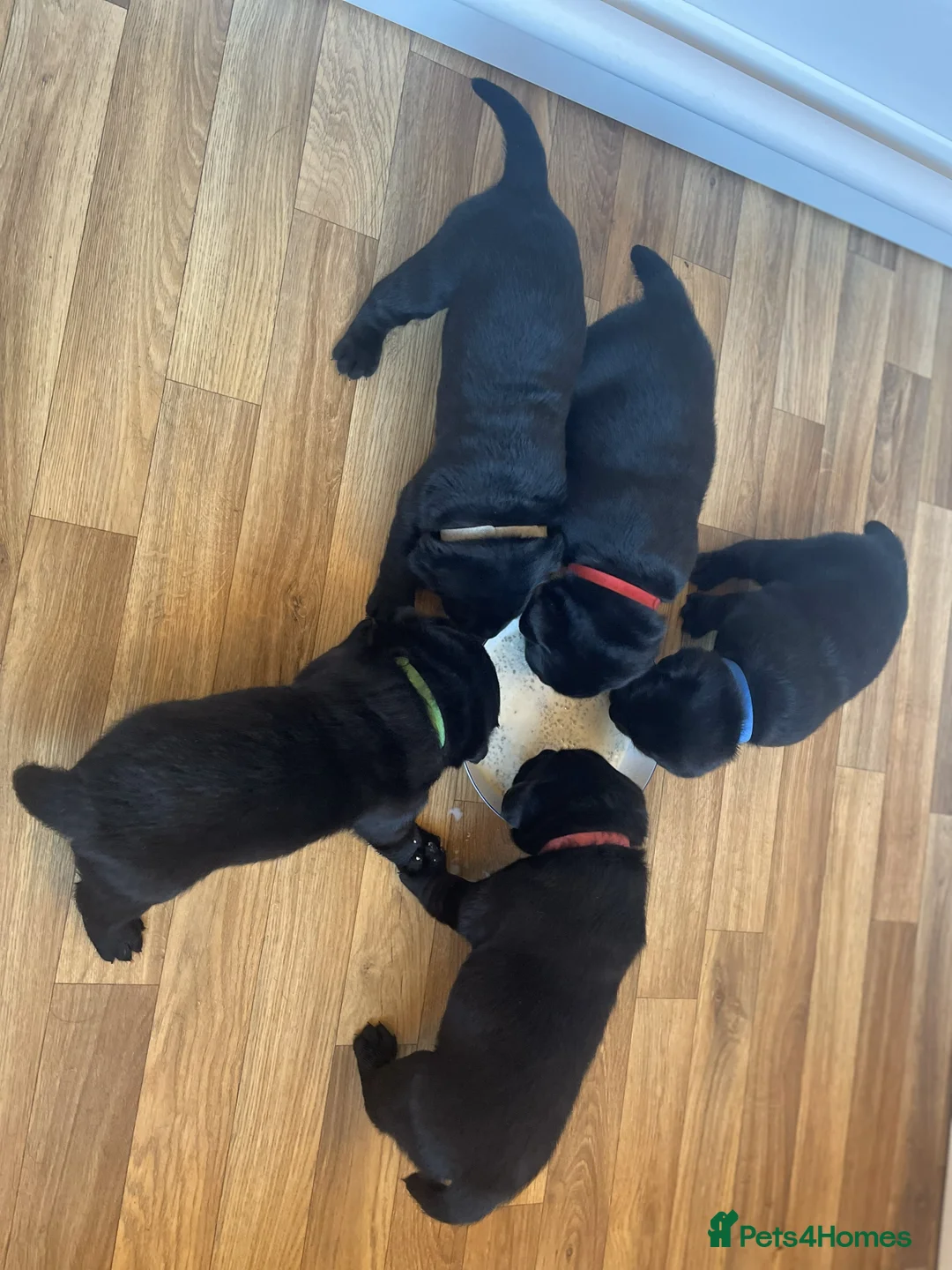 Labrador Retriever dogs for sale: Beautiful KC registered Black lab puppy - last boy - Advert 4