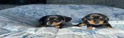 Dachshund dogs for sale: F1 SCHNOXIE EXTENSIVELY HEALTH TESTED PARENTS    - Advert 7