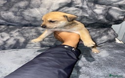 Mixed Breed dogs for sale: 8 beautiful staff cross shepsky pups  - Image 6