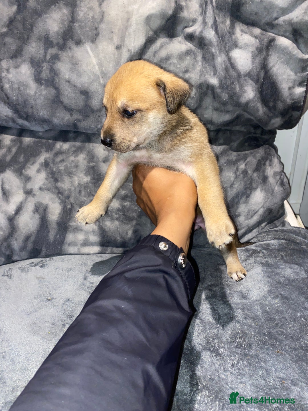 Mixed Breed dogs for sale: 8 beautiful staff cross shepsky pups  - Image 6