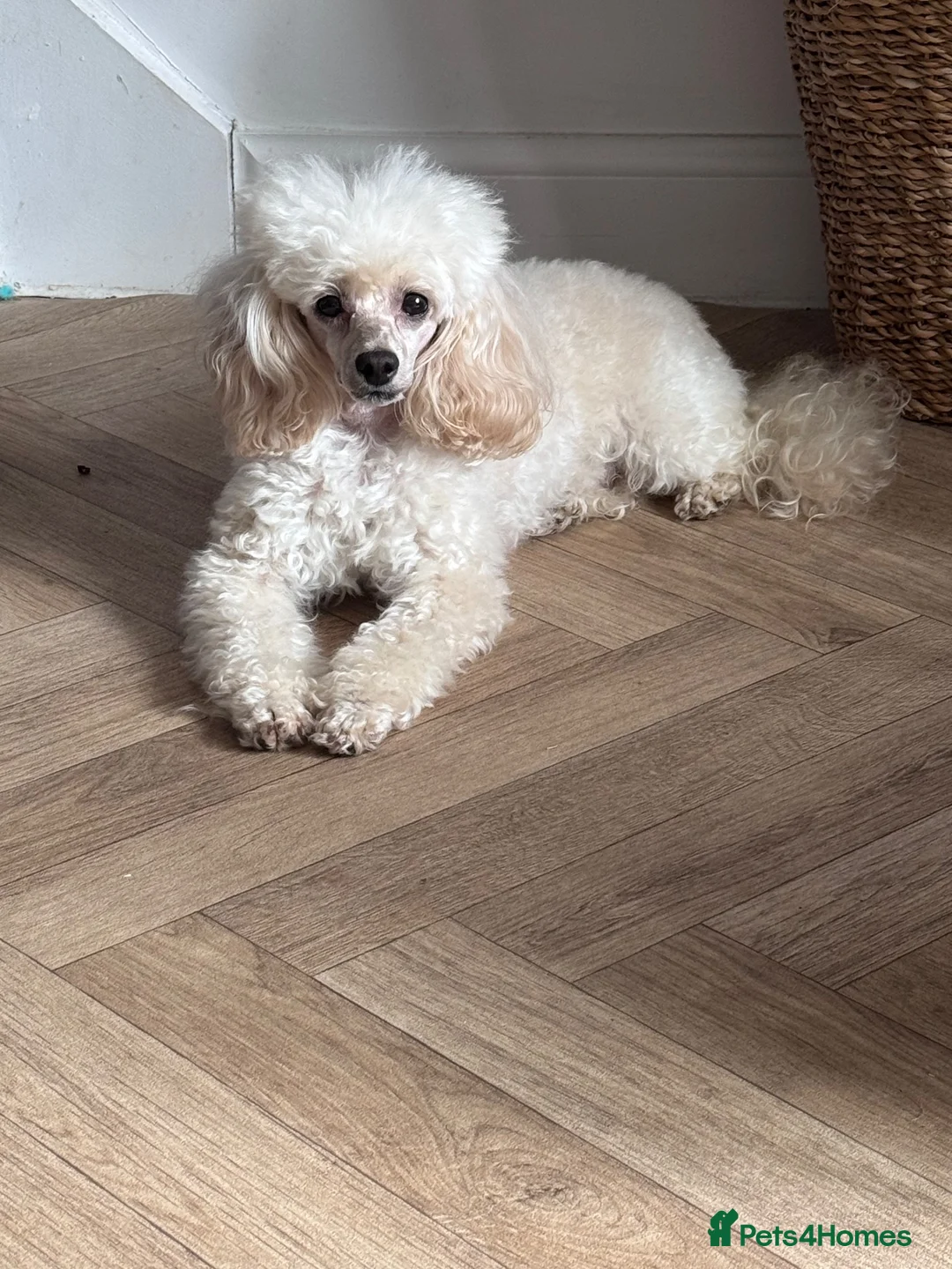 Toy Poodle dogs for sale: Toy poodles for sale  - Advert 2