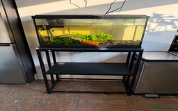 Tetras fish for sale: Fish and tank  - Image 1