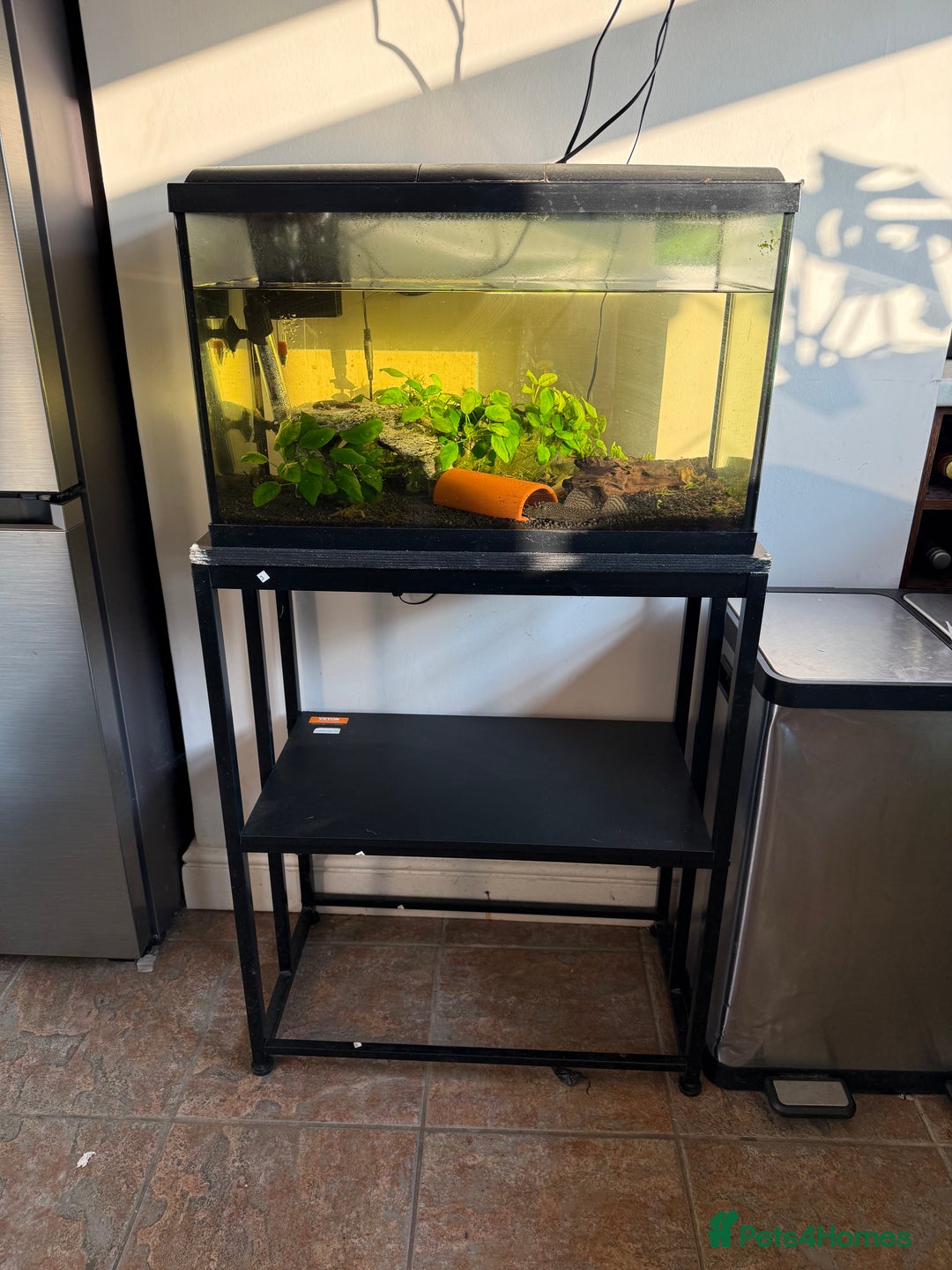 Tetras fish for sale: Fish and tank  - Image 1