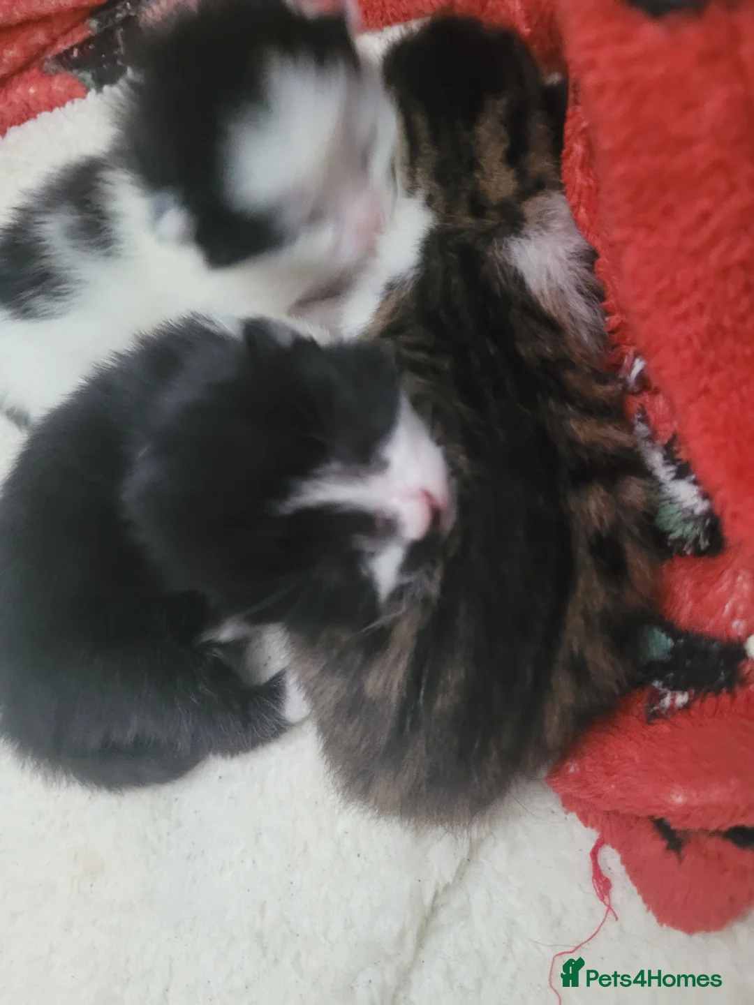 Mixed Breed cats for sale: Three kittens for adoption  - Advert 21