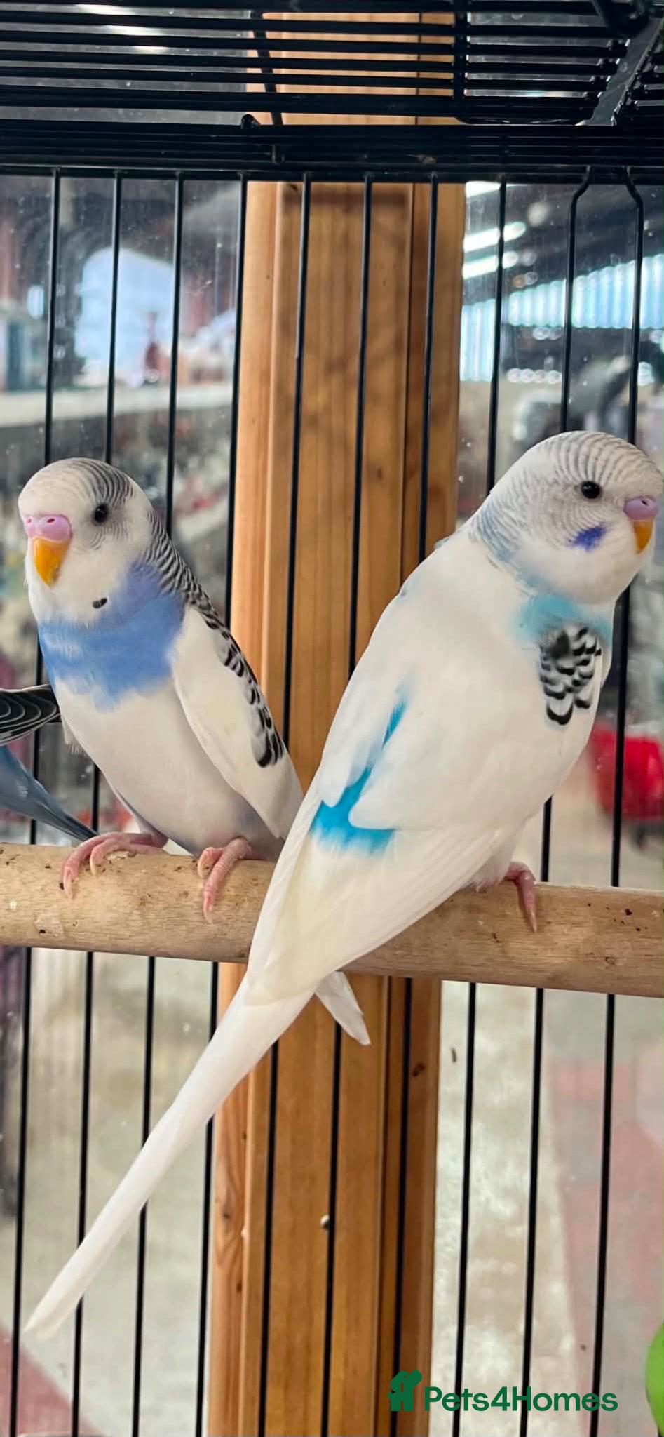 Budgerigars birds 3 blue / blue and white budgies for sale  - Advert 1