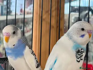 Budgerigars birds 3 blue / blue and white budgies for sale - Advert 1