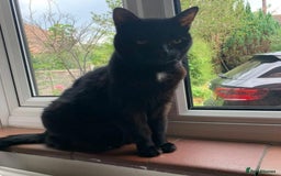 Domestic Shorthair cats for adoption: Lisa (18yo), looking for a loving retirement home  - Image 4