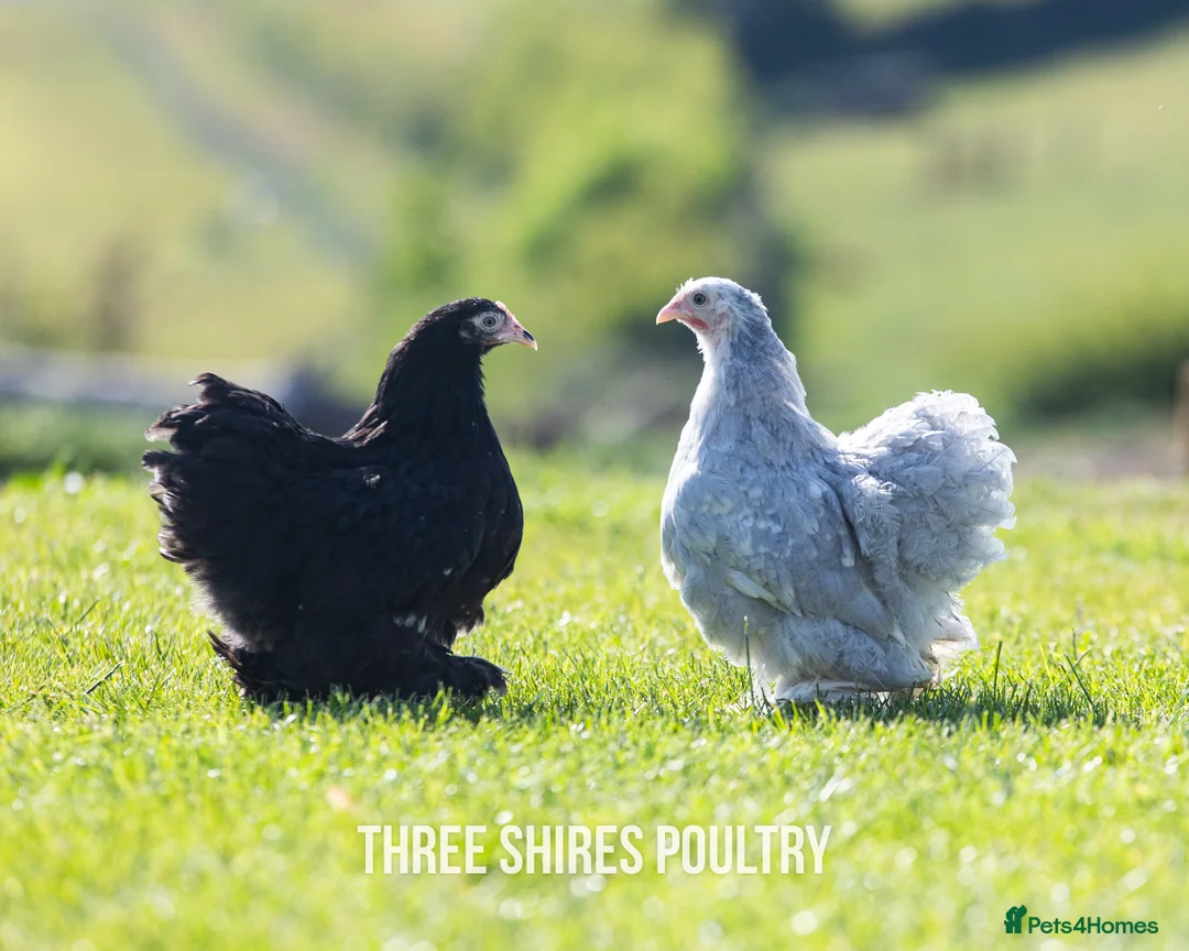 Chickens poultry for sale: Pekins, Polish, Silkies and other bantams - POL - Advert 2