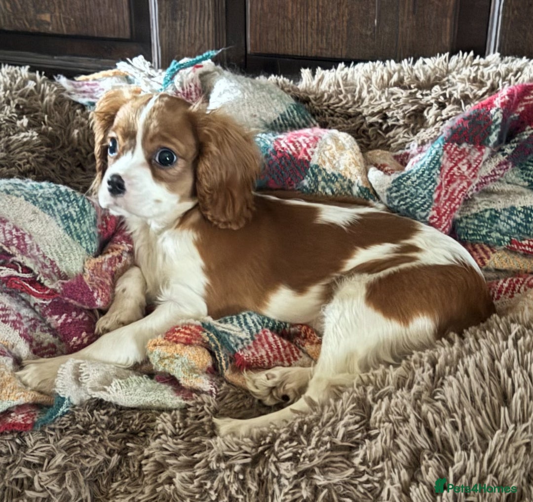 Cavalier King Charles Spaniel dogs for sale: Pippin - Health-checked Blenheim Boy - Advert 2