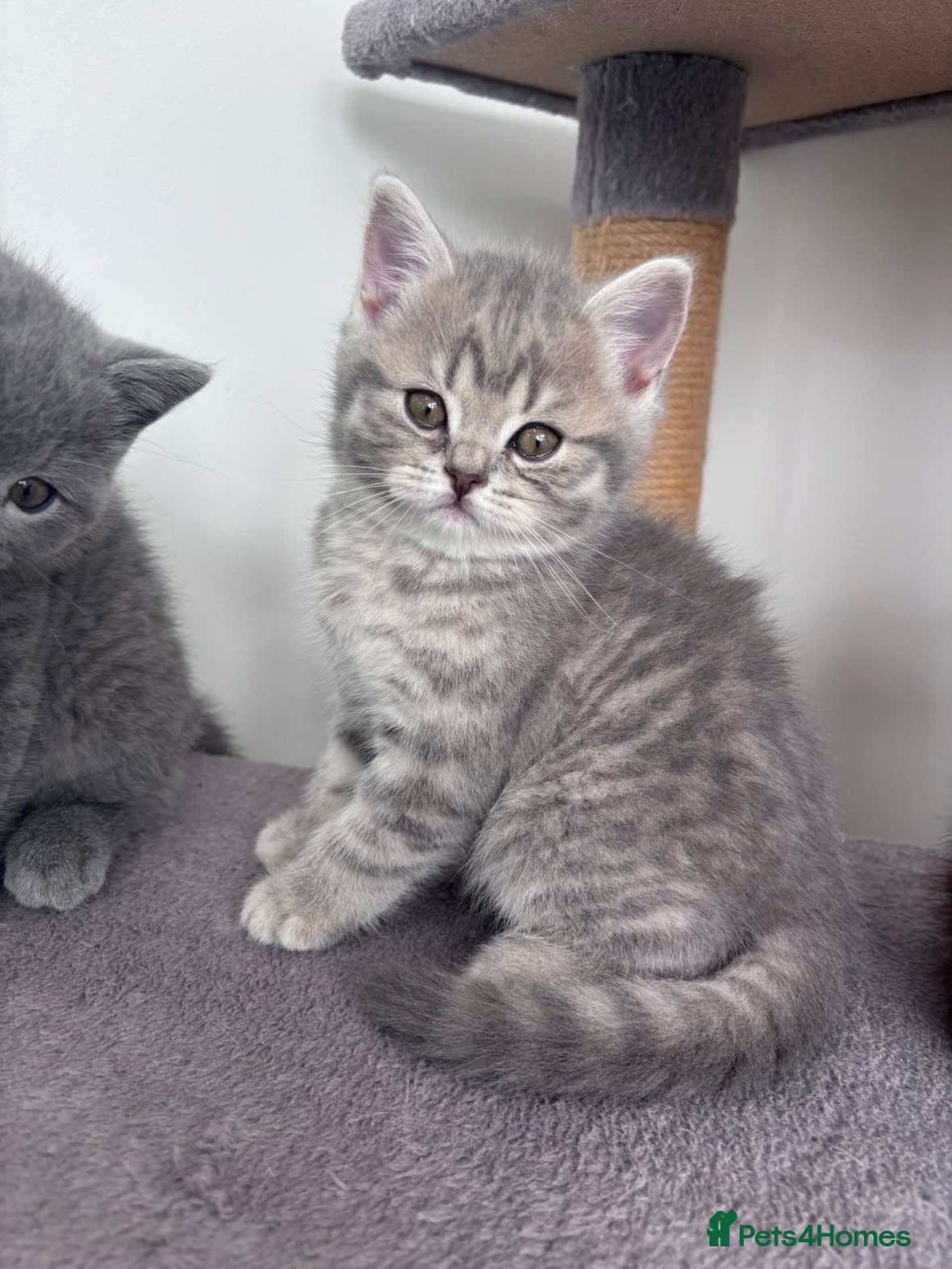British Shorthair cats British Shorthair x Scottish Shorthair Kitten - Advert 8
