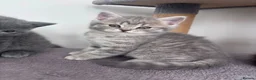 British Shorthair cats for sale: British Shorthair x Scottish Shorthair Kitten in Bradford - Advert 1