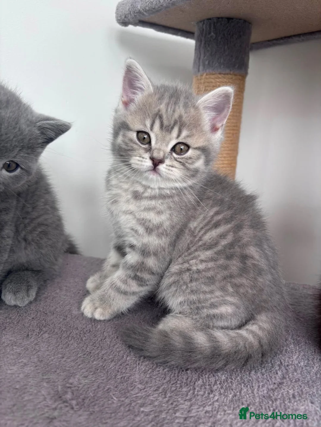 British Shorthair cats for sale: British Shorthair x Scottish Shorthair Kitten in Bradford - Advert 1