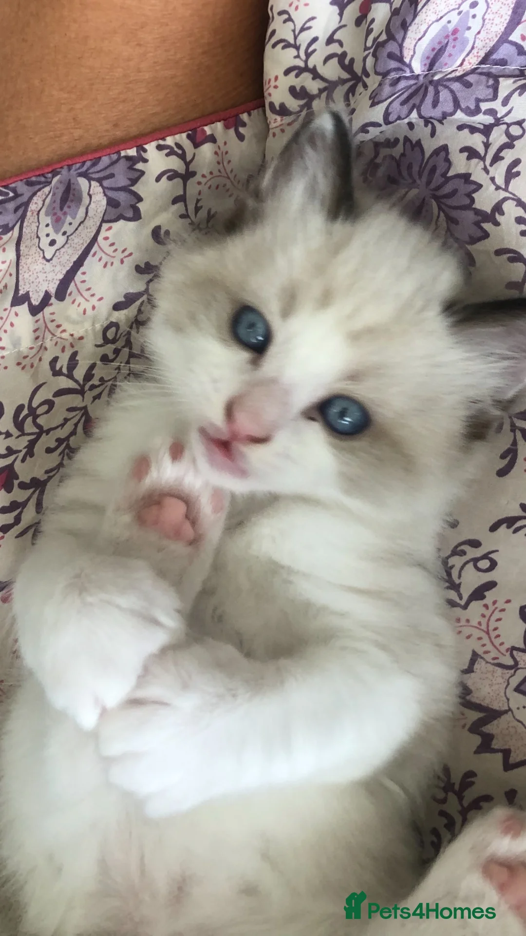 Ragdoll cats for sale: Beautiful Ragdoll Boy  in Hertford - Advert 2