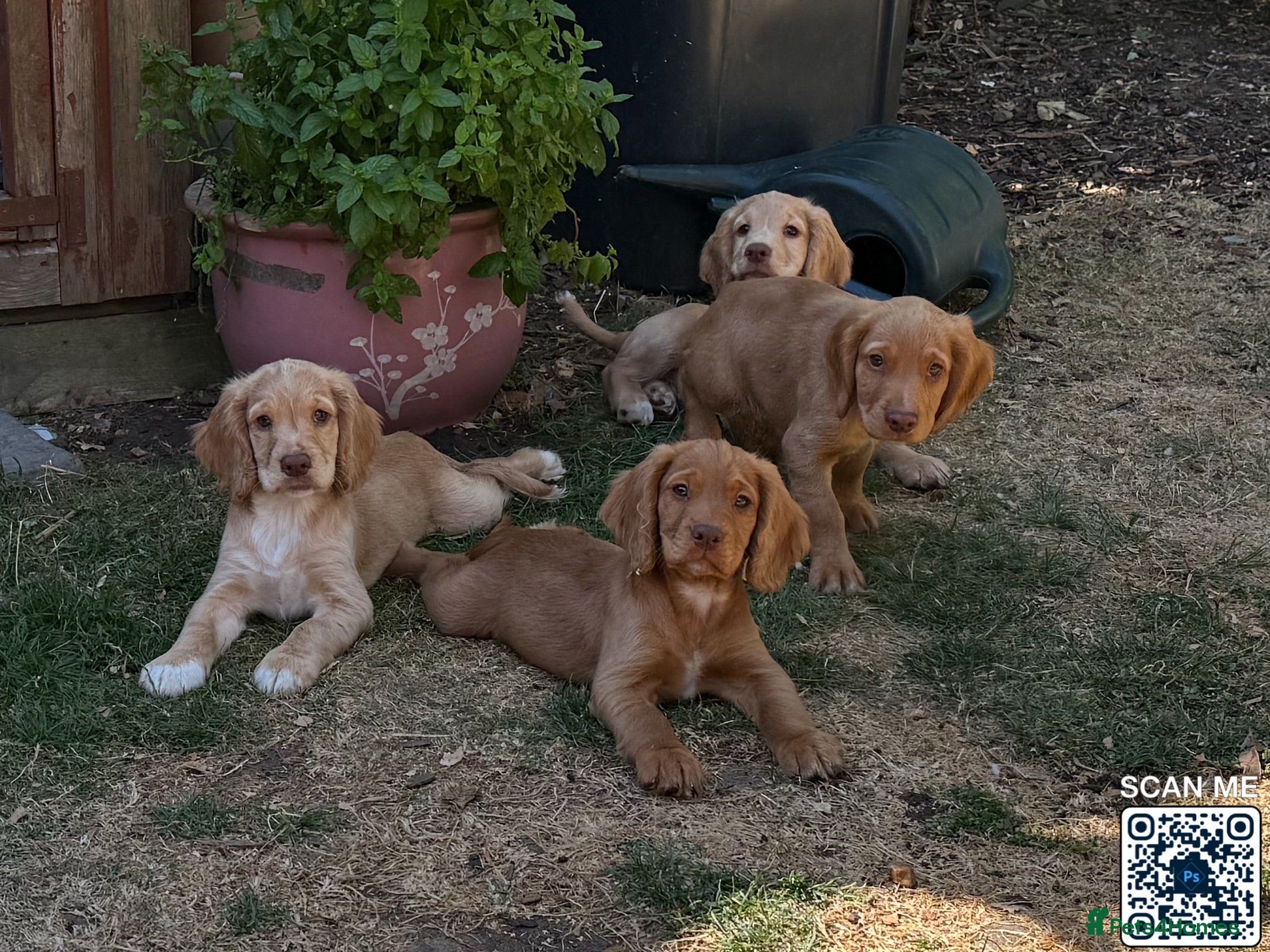 Cocker Spaniel dogs 4 Boys Ready to Re home Cockers  - Advert 1
