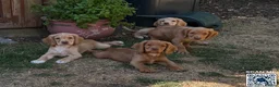 Cocker Spaniel dogs for sale: Last Boy Chester  Ready to Re home Cockers  - Advert 6