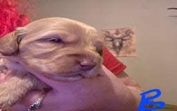 Cockapoo dogs for sale: Cockapoo puppies - Advert 6