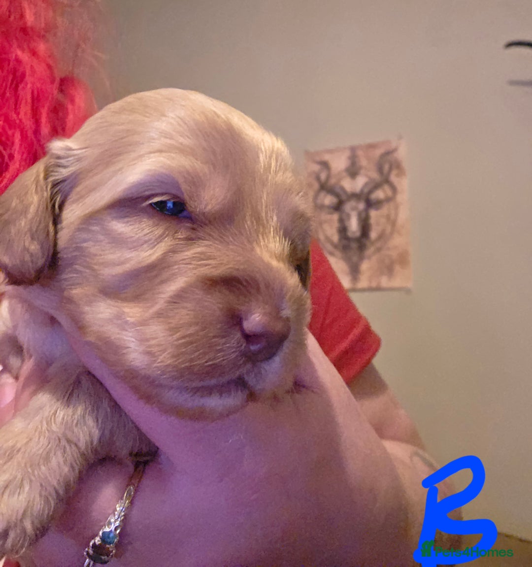 Cockapoo dogs for sale: Cockapoo puppies - Advert 6