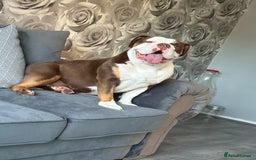 Olde English Bulldogge dogs for sale: Olde English bulldog  - Image 2