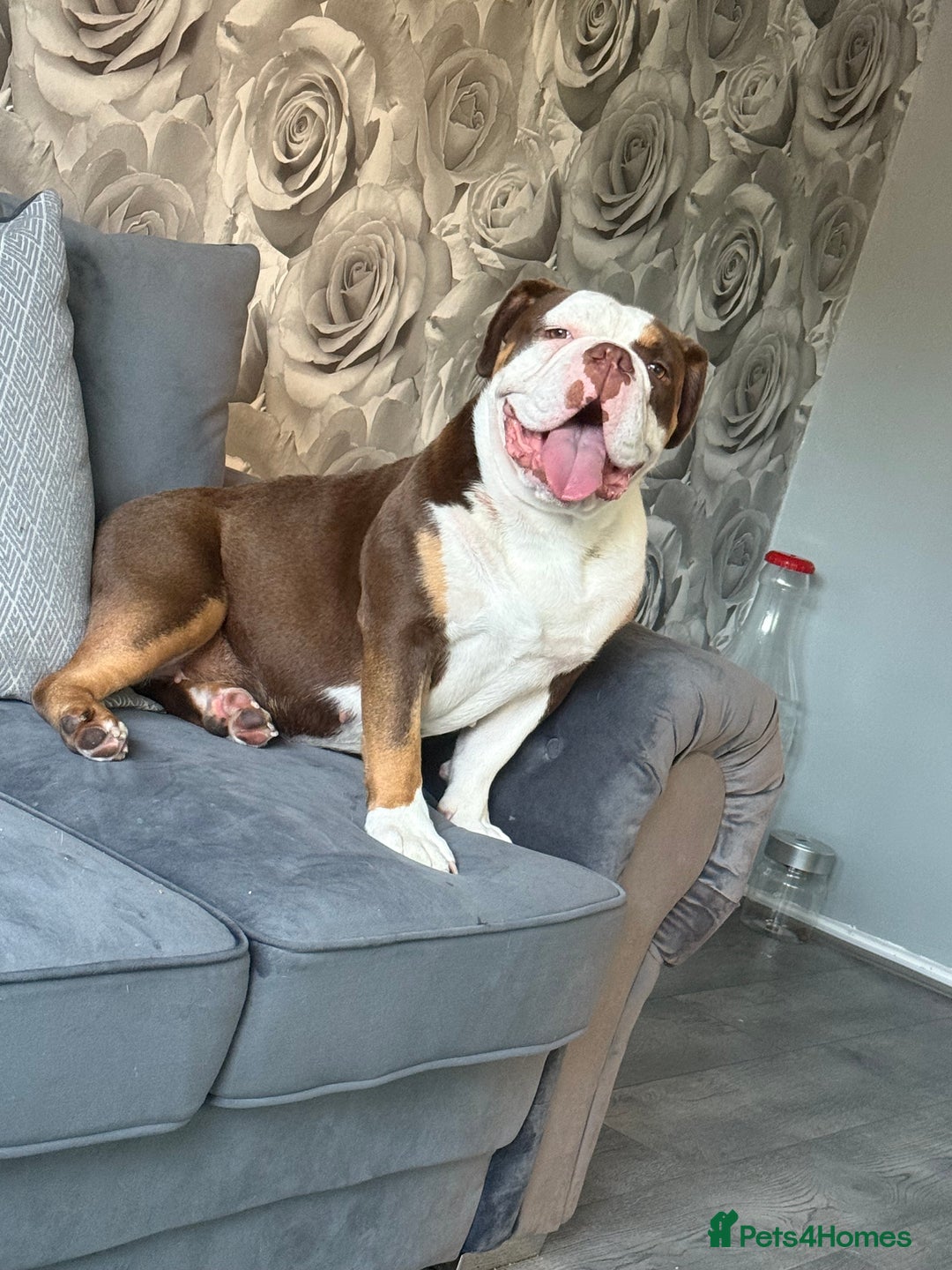 Olde English Bulldogge dogs for sale: Olde English bulldog  - Image 2