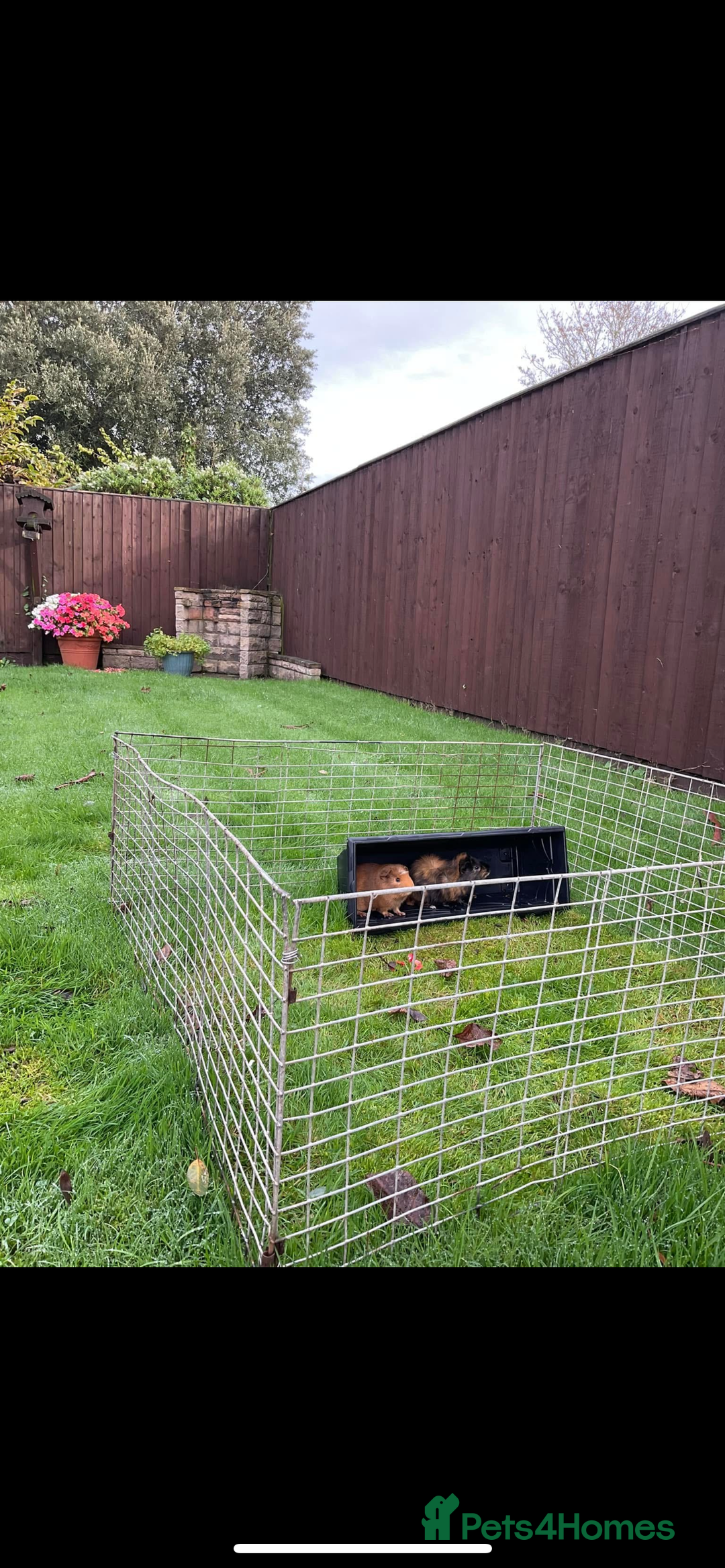 Guinea Pig rodents for sale: Two male guinea pigs - Advert 2
