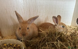 English Lop rabbits for sale: 2 male lop x  - Image 1