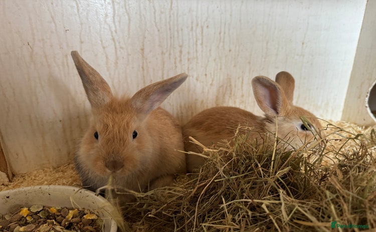 English Lop rabbits - Advert 2