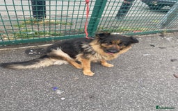 German Shepherd dogs for sale: SHEBA 7 YEAR OLD GERMAN SHEPHERD  - Image 6