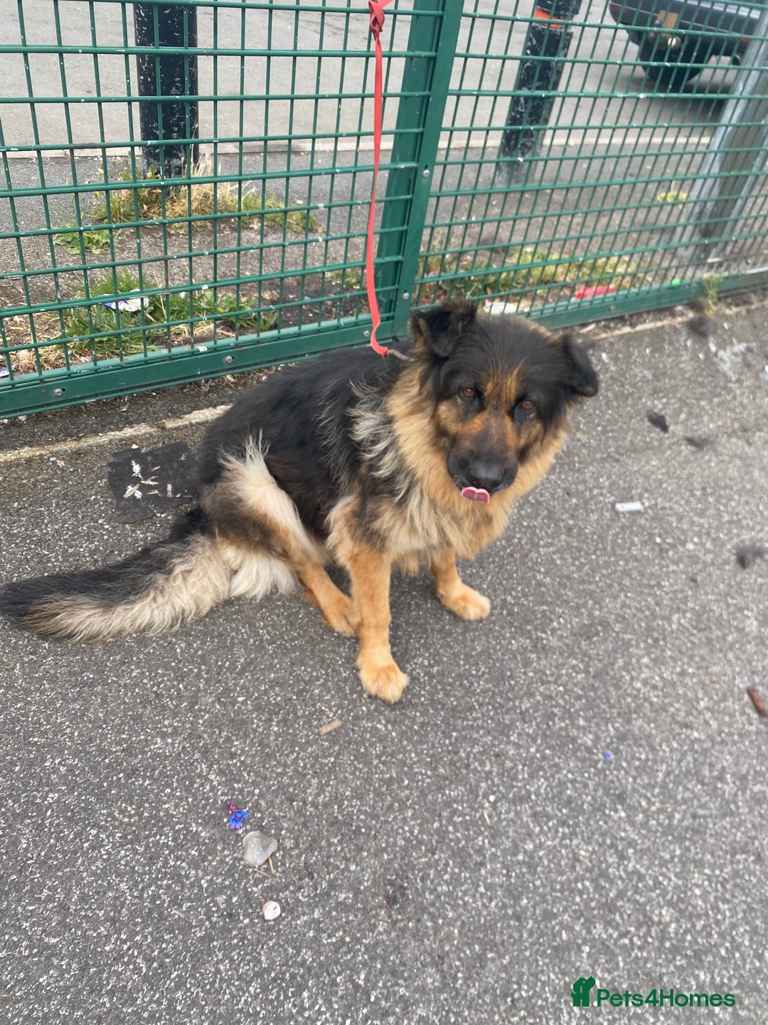 German Shepherd dogs for sale: SHEBA 7 YEAR OLD GERMAN SHEPHERD  - Image 6