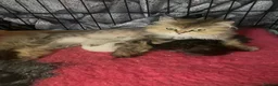 Selkirk Rex cats for sale: Selkirkrex babies - Advert 2