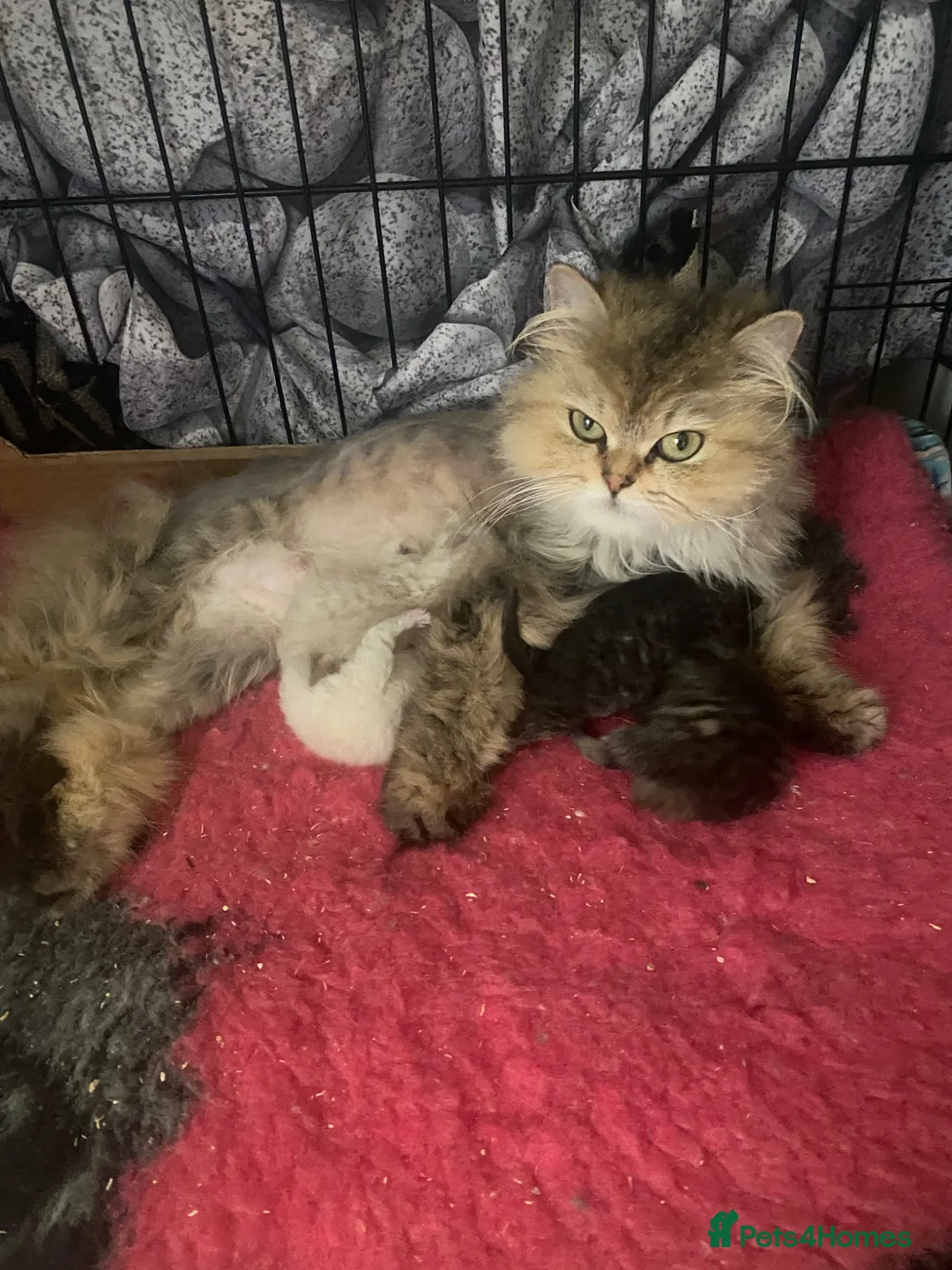 Selkirk Rex cats for sale: Selkirkrex babies - Advert 2