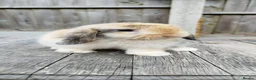 Mini Lop rabbits for sale: Mini Lop bunnies Pure Breed  - Advert 25