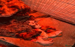 Cavapoo dogs for sale: ** RARE CAVAPOO PUPPIES DNA 🧬 CLEAR ** - Advert 18