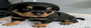 Rottweiler 6