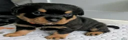 Rottweiler dogs for sale: Rottweiler puppies - Advert 6