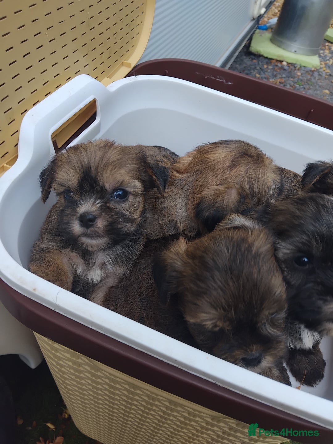 Yorkshire Terrier dogs for sale: Yorkshire Tarrie Puppies - Image 8