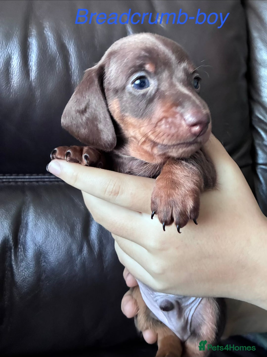 Miniature Dachshund dogs for sale: KC Miniature Dachshund puppies - Advert 9