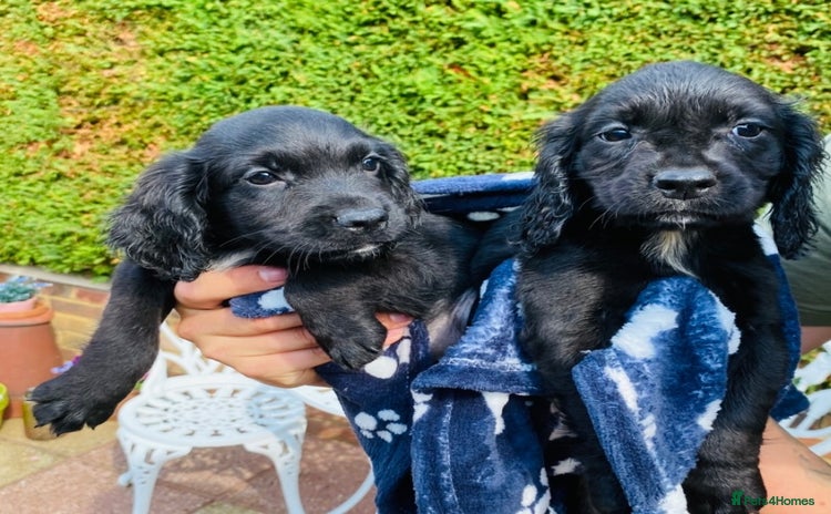 Cocker Spaniel dogs - Advert 12