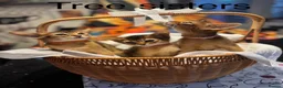 Abyssinian cats for sale: Five Abyssinian kittens with lots of love to give - Advert 9